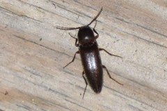 Diplostethus carolinensis