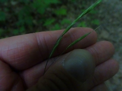 Bromus ciliatus