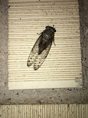 Neocicada hieroglyphica