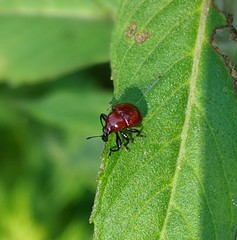 Attelabinae