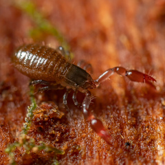 Neobisiidae