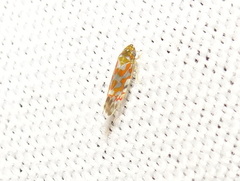 Erythroneura rubrella