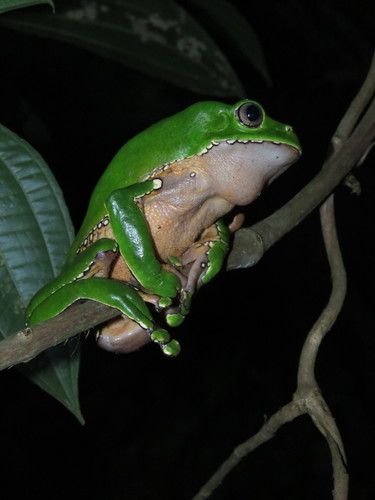 Phyllomedusa bicolor
