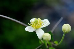 Clematis
