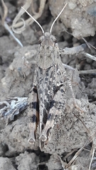 Calliptamus italicus