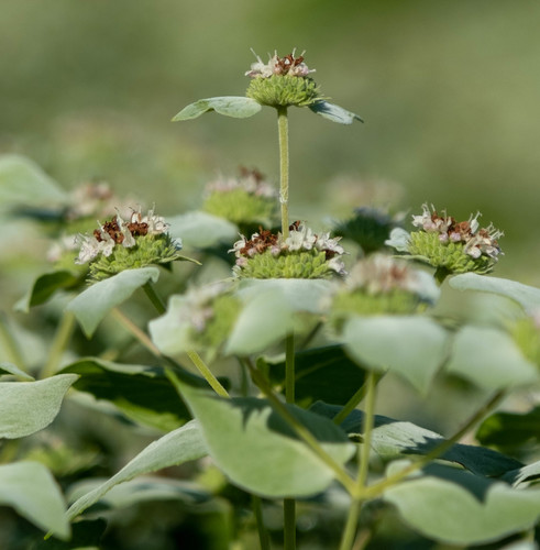Pycnanthemum muticum