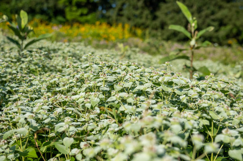 Pycnanthemum muticum