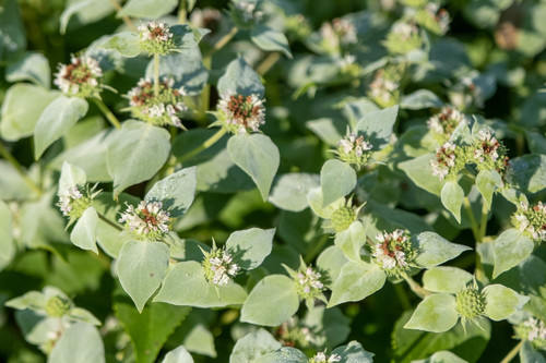 Pycnanthemum muticum