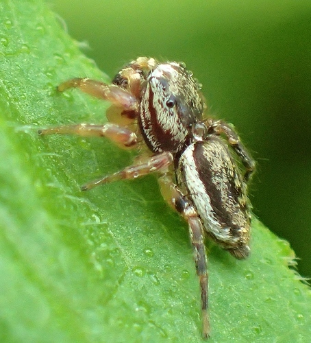 Yellowleg Jumping Spider
