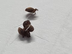 Echinophthirius horridus