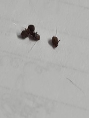 Echinophthirius horridus