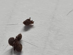 Echinophthirius horridus