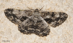 Peribatodes umbraria