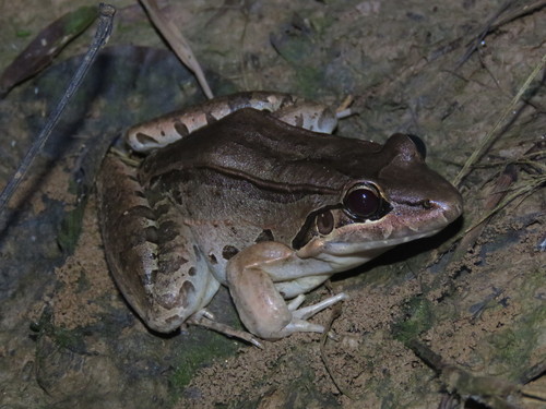 Leptodactylus bolivianus