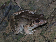 Leptodactylus bolivianus