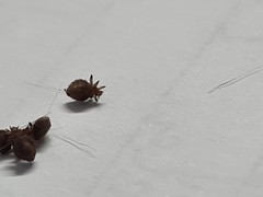 Echinophthirius horridus