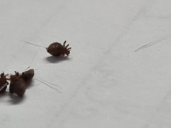 Echinophthirius horridus