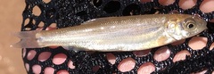 Couesius plumbeus