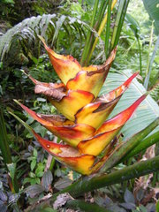 Heliconia caribaea