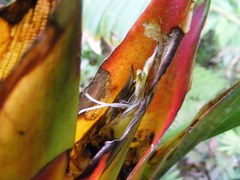 Heliconia caribaea