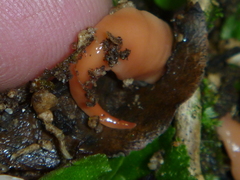 Arthurdendyus australis