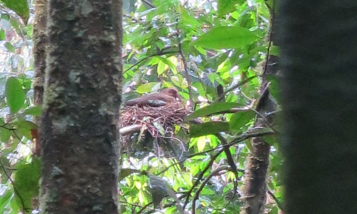 Sao Tome Ibis (Bostrychia bocagei), photo 2