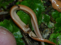 Arthurdendyus australis