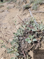 Eriogonum jamesii