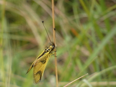 Libelloides longicornis