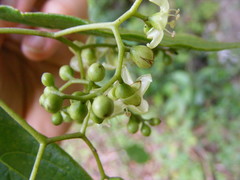Cordia laevigata