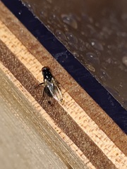 Seioptera vibrans
