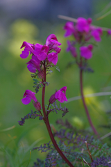 Pedicularis rostratocapitata