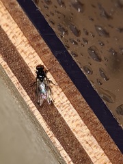 Seioptera vibrans