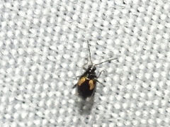 Phyllotreta bipustulata