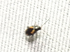 Phyllotreta bipustulata