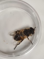 Eristalis tenax