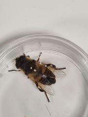 Eristalis tenax