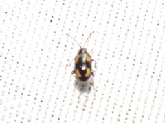 Phyllotreta bipustulata