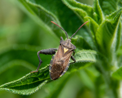 Piezogaster indecorus