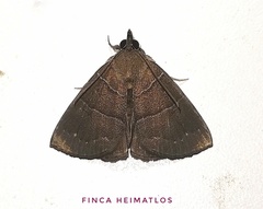 Hypena hemonalis
