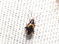 Phyllotreta bipustulata