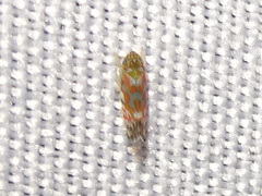 Erythroneura rubrella