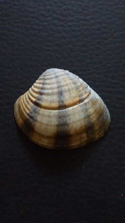 Iliochione subrugosa