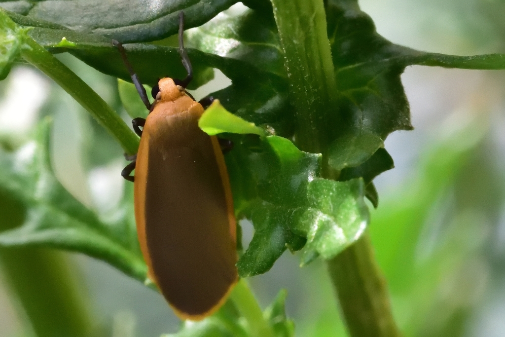 Katha deplana deplana