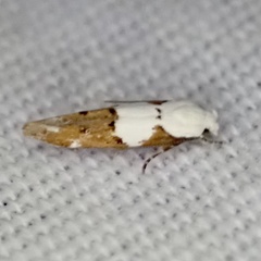 Mompha circumscriptella