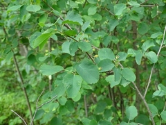 Amelanchier humilis