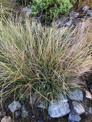 Carex dipsacea