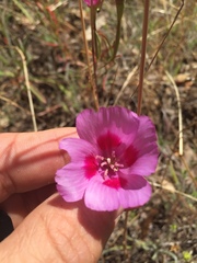 Clarkia amoena