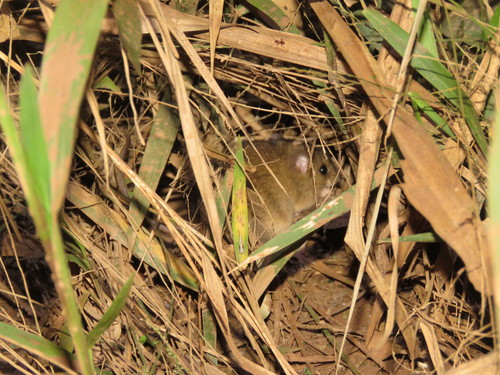 Rhipidomys leucodactylus
