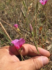 Clarkia amoena